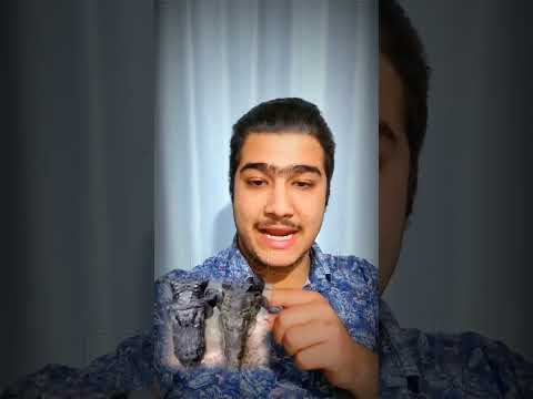 تمساح قوی تره یا کورکودیل