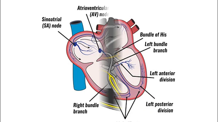 Dr Manny Learn shop Part 1 Consequences of Ageing and the CVS and Respiratory system changes