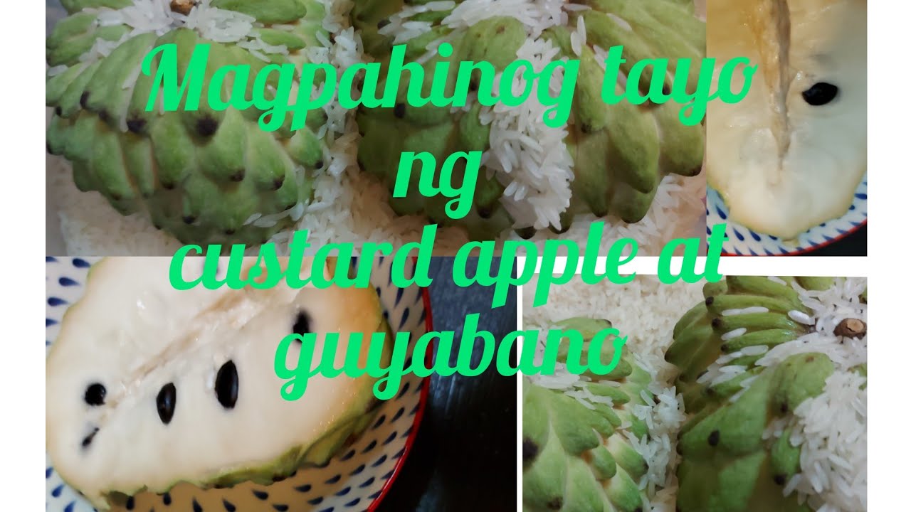 Paano ipahinog ang atis at guyabano (lumang paraan) - YouTube