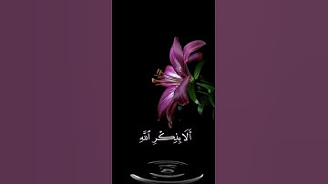 صباح الخيرحالات واتساب مقاطع قصيره قران كريم سورةالرعد الذين امنوا وتطمئن قلوبهم بذكرالله🌺بدون حقوق