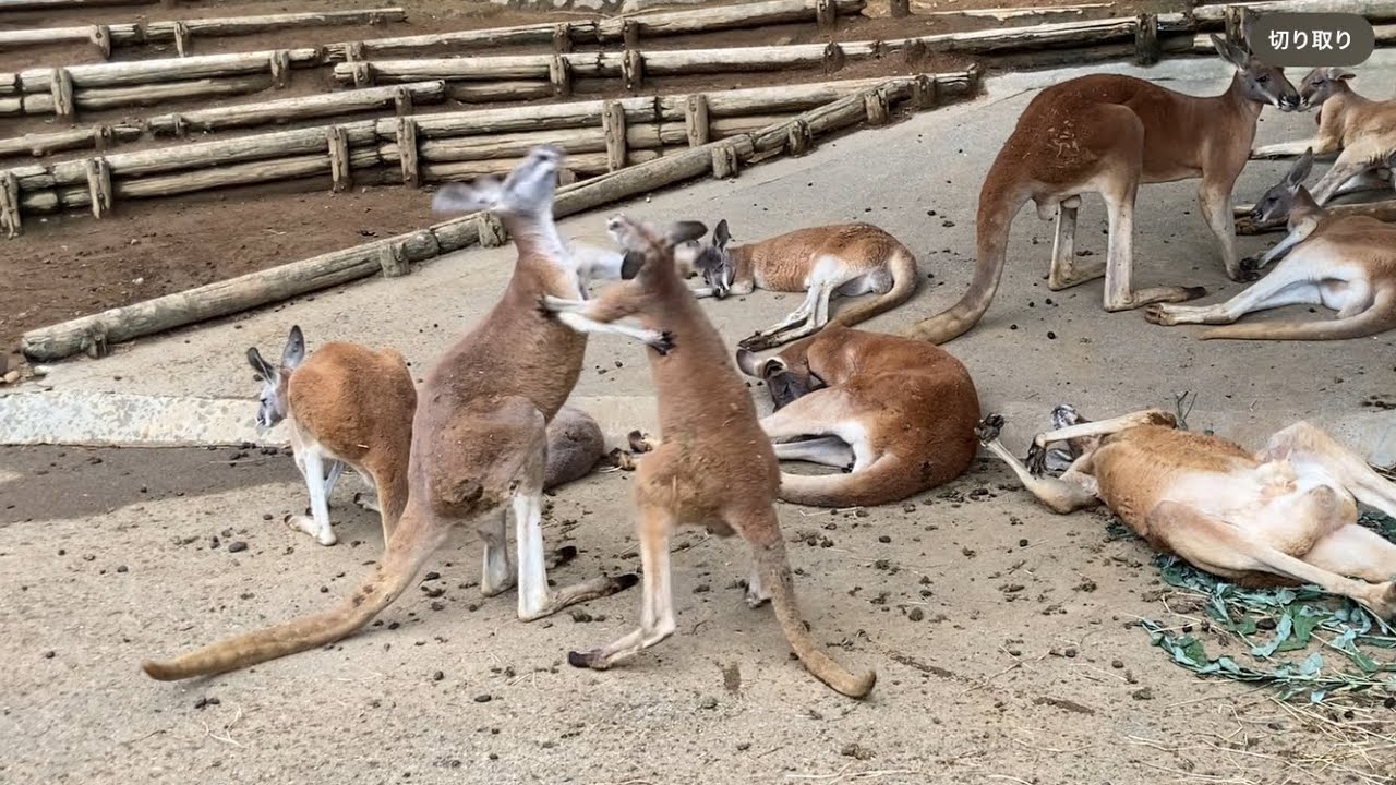 休んでると思ったら小競り合いが始まるアカカンガルー　多摩動物公園　Red kangaroo fighting