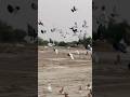 #pigeon #kabutar #birds #kabootar #pigeonesadstatus