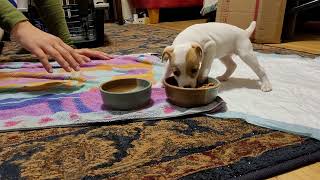 Our Puppy&#39;s First Day Home - Welcoming Our New Jack Russell Puppy - Famous Lola