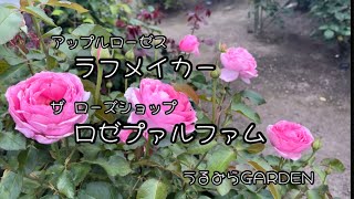 ラフメイページ ラフ・メイカー』Laugh Maker ら #花 #花の苗 #花のある暮らし #バラ