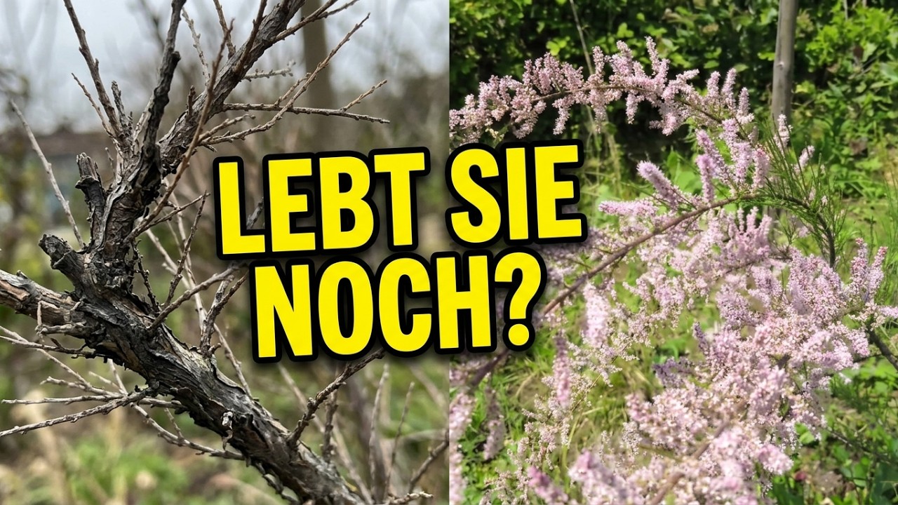 Tamariske nach dem Winter: Lebt sie noch? Der Austriebs-Check