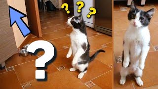 STANDING CAT