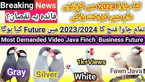 Java Finch Future 2023/2024 | Java Finch Business Future | ! جاوا پالنے والے ھوشیار ہوجائیں