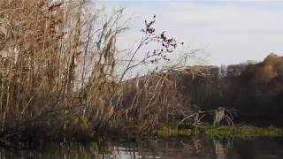 Annoyed Anhinga