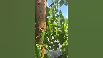 Heavy Duty Bee Netting