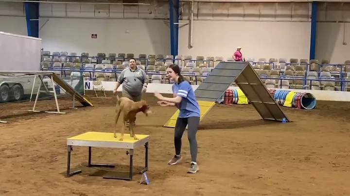 AKC Agility Novice Standard Q, 2nd Place, NA Title 3/5/22 - Jersey the Vizsla