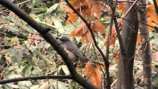 ヒヨドリの鳴き声