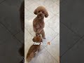 I want food 😋 #dog #dogs #puppy #cute #cutedog #funnydog #dogshorts #petlover #shorts #pet #pets