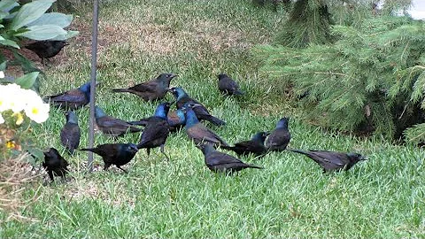 Guida completa agli uccelli del giardino: dalla nidificazione agli alimentatori