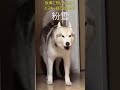 ハスキー語で粉雪　妄想してみました🐶😁　#元動画TikToklite@zenmoni_husky#ハスキー#粉雪
