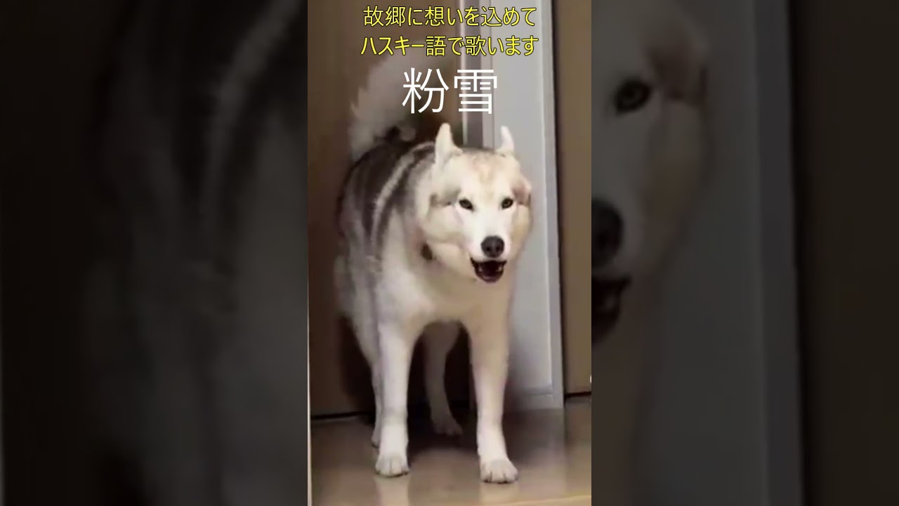 ハスキー語で粉雪　妄想してみました🐶😁　#元動画TikToklite@zenmoni_husky#ハスキー#粉雪