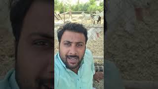 Sajawal Goat farm Dera Ghazi khan Goat farmimh in Pakistan 03368056786