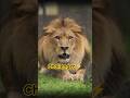 【父に挑むアル🦁】逃げ道を塞がれても牙を剥く息子|のんほいパーク #shorts