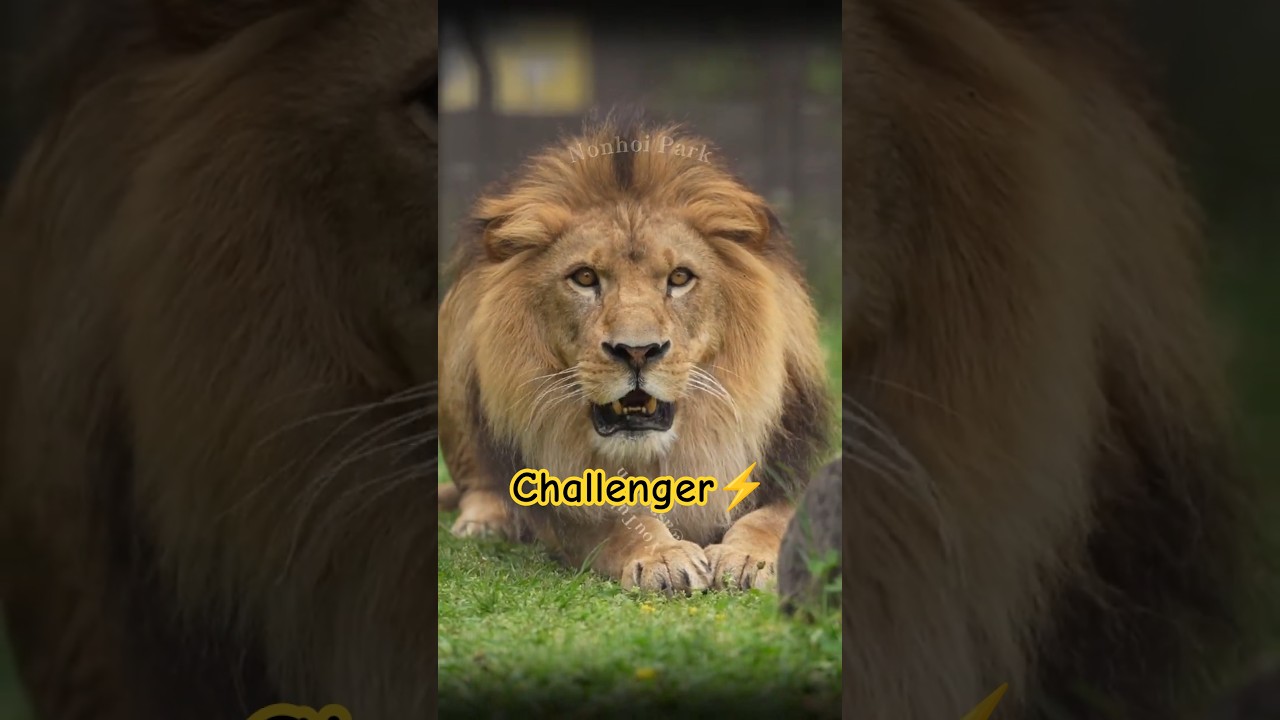 【父に挑むアル🦁】逃げ道を塞がれても牙を剥く息子|のんほいパーク #shorts