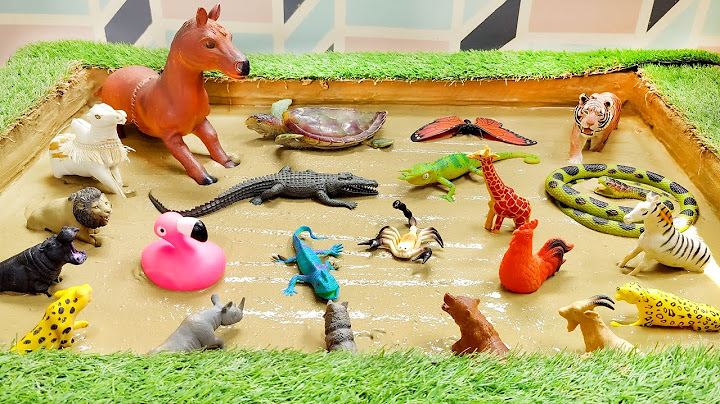 Toddler Expedition: Searching for Jungle Creatures and Safari Animals in India