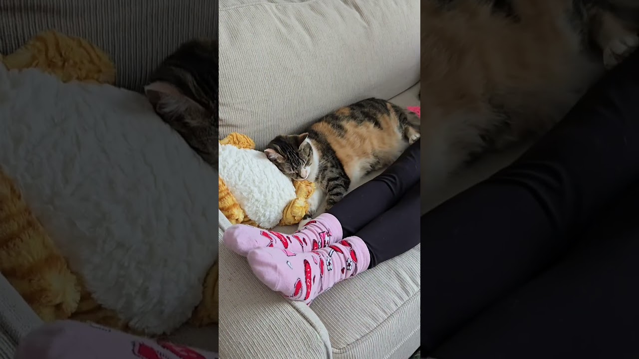 Ваша кошка спит с вами? Аудио: pepper_wolf 