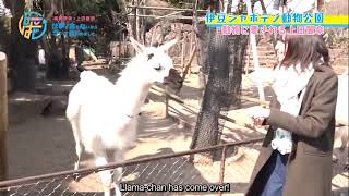 [Eng Sub] How animals react differently to Rie Takahashi and Reina Ueda - Shigohaji
