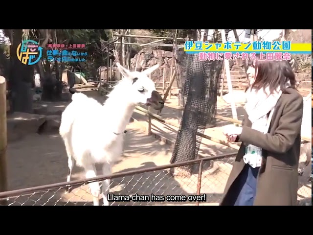 [Eng Sub] How animals react differently to Rie Takahashi and Reina Ueda - Shigohaji class=