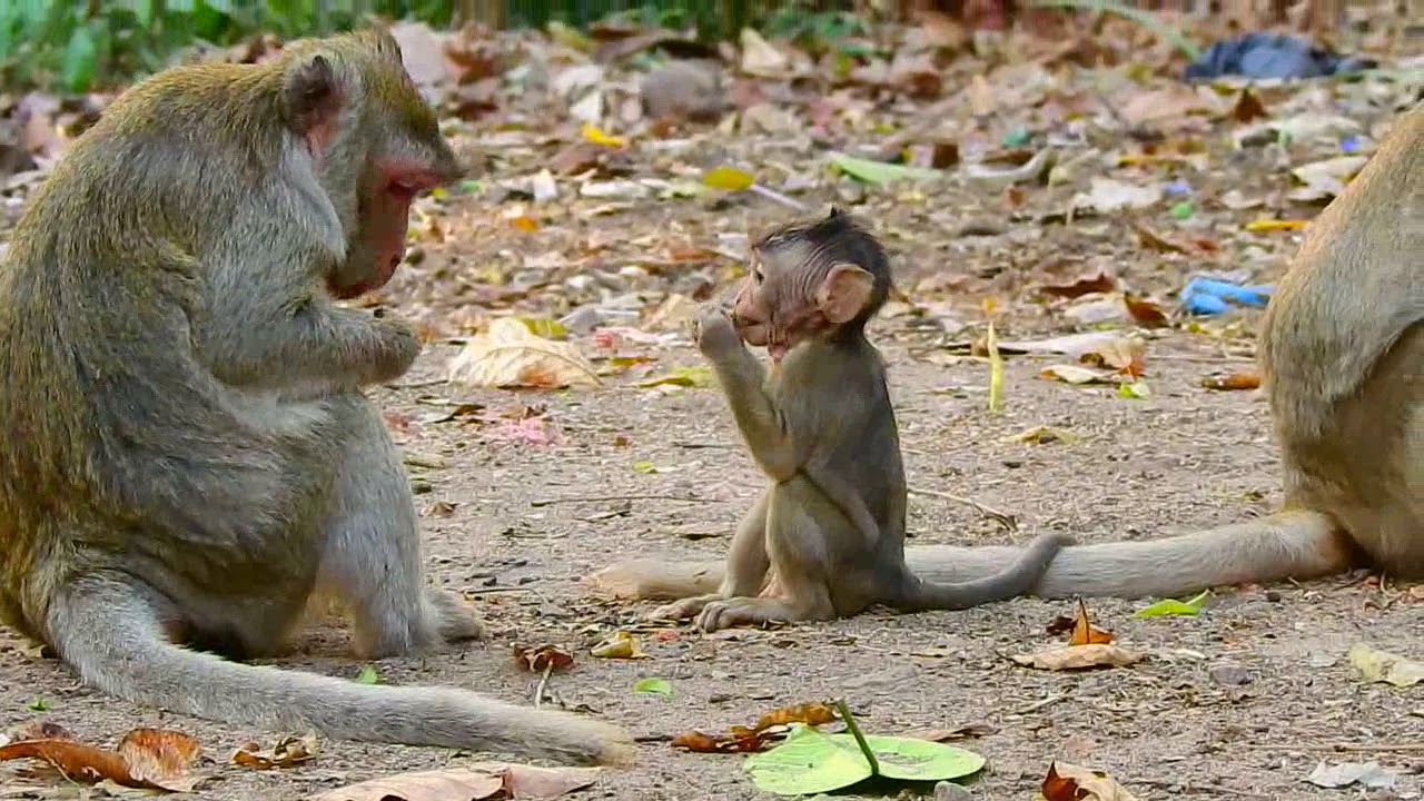 Video One Hour 8 Minutes Mixed Video Jane Monkey & Janna Monkey