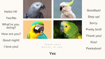 Teach Your Parrot To Talk and Say Common Phrases! Play This Video On Loop While Away - Male Voice