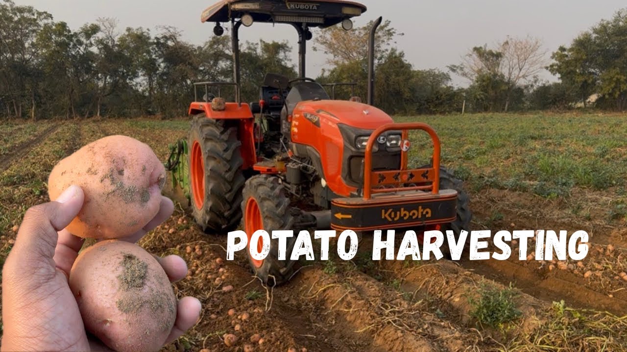 Potato 🥔 Harvesting Vlog #agriculture #automobile #automobile #adventure 
