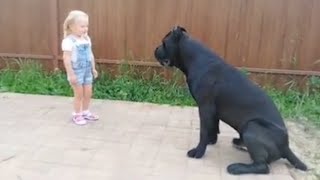 Even a child can handle the Cane Corso? About the dog breed Cane Corso