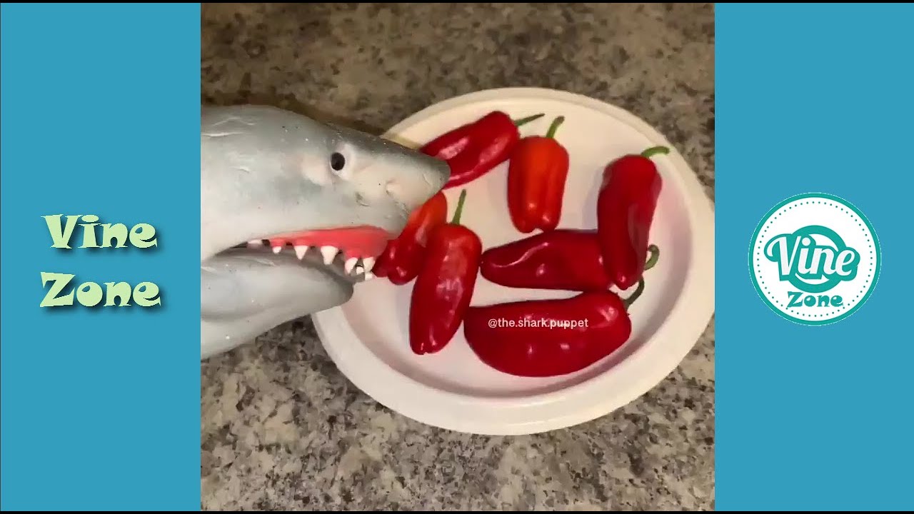 Funny Shark Puppet TikTok Videos Compilation 2021 - YouTube