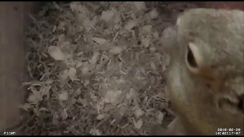 Squirrel eating in the Raspberry Pi Squirrel house