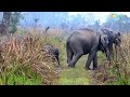 Cute baby elephant with its family enjoying in jungle#elephant