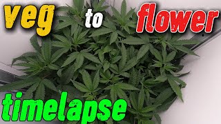 GROWING CANNABIS TIMELAPSE IN THE VGROW BOX BY VIVOSUN