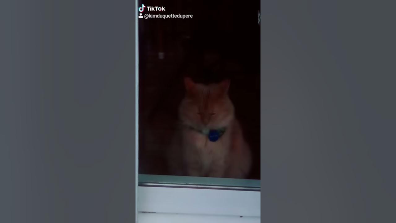 Mon chat est parti YouTube