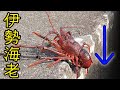 すき間から巨大な伊勢海老が・・・【穴釣り】