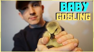 How to care for an Orphaned baby Gosling/Duckling