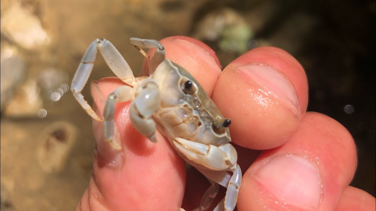 サワガニ捕りして素揚げで食べる Shorts サワガニ 素揚げ ジビエ 料理 サバイバル Youtube