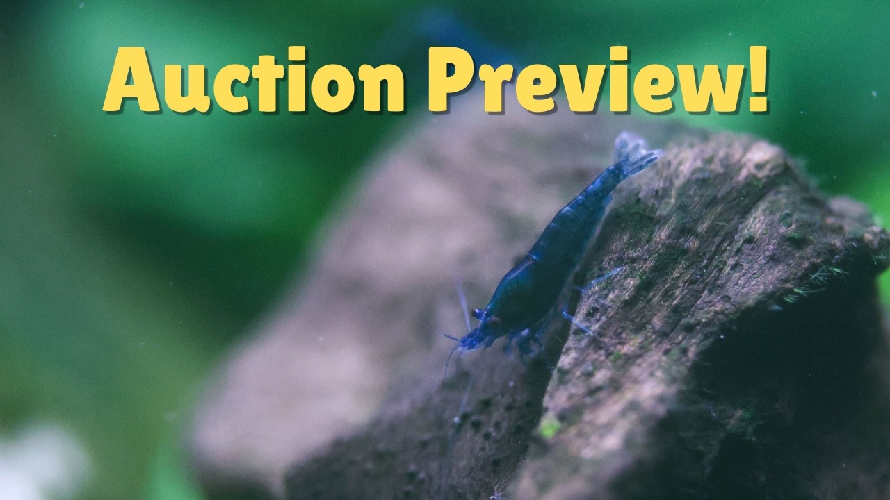Maryland Fish Auction Preview! - Some of the lots for tomorow are looking fire..