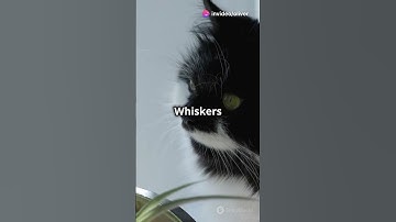 The lost catnip!! #catvideo #pets #cat #catnip #shorts #shortsvideo