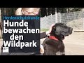 Die Herdenhunde im Wildpark Mehlmeisel | BR24