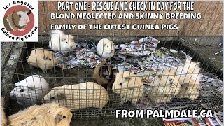 PART ONE  Hoarding Group Guinea Pig Rescue Intake Video from the Palmdale, CA situation.