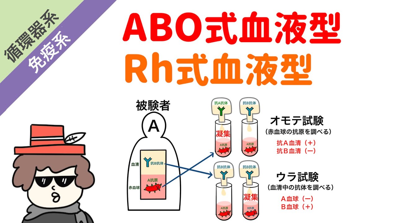 ABO血液型とRh血液型をイラストで解説 YouTube ABO血液型とRh血液型をイラストで解説 YouTube
