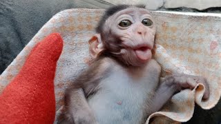 Baby Monkey Lina Mocks Good People