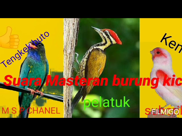 SUARA BURUNG TENGKEK BUTO,PELATUK, KENARI  COCOK BUAT ISIAN BURUNG  LOMBA class=