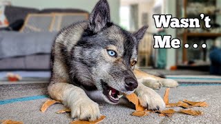 Download Lagu Our Huskies Got BORED... And Made a HUGE Mess! Caught on Camera! MP3 Download Lagu Our Huskies Got BORED... And Made a HUGE Mess! Caught on Camera! MP3