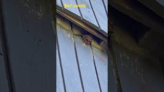 Bat-House - Brown Bats In Minnesota Have Learnt To Reside In Man-Made Caves.