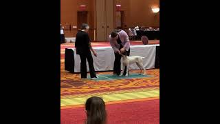 German Shorthaired Pointer Club American National Specialty (Winter) Puppy