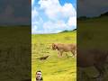 Animals funny lion comedy wildlife animal facts tigerlion funnypet lionworld