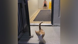 Stray Cat Follows Couple Right Into Their Home by The Pun Guys 2,896,897 views 3 years ago 3 minutes, 2 seconds